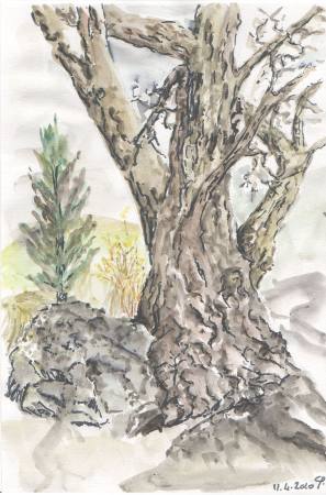 dessins/arbre_gardien.jpg